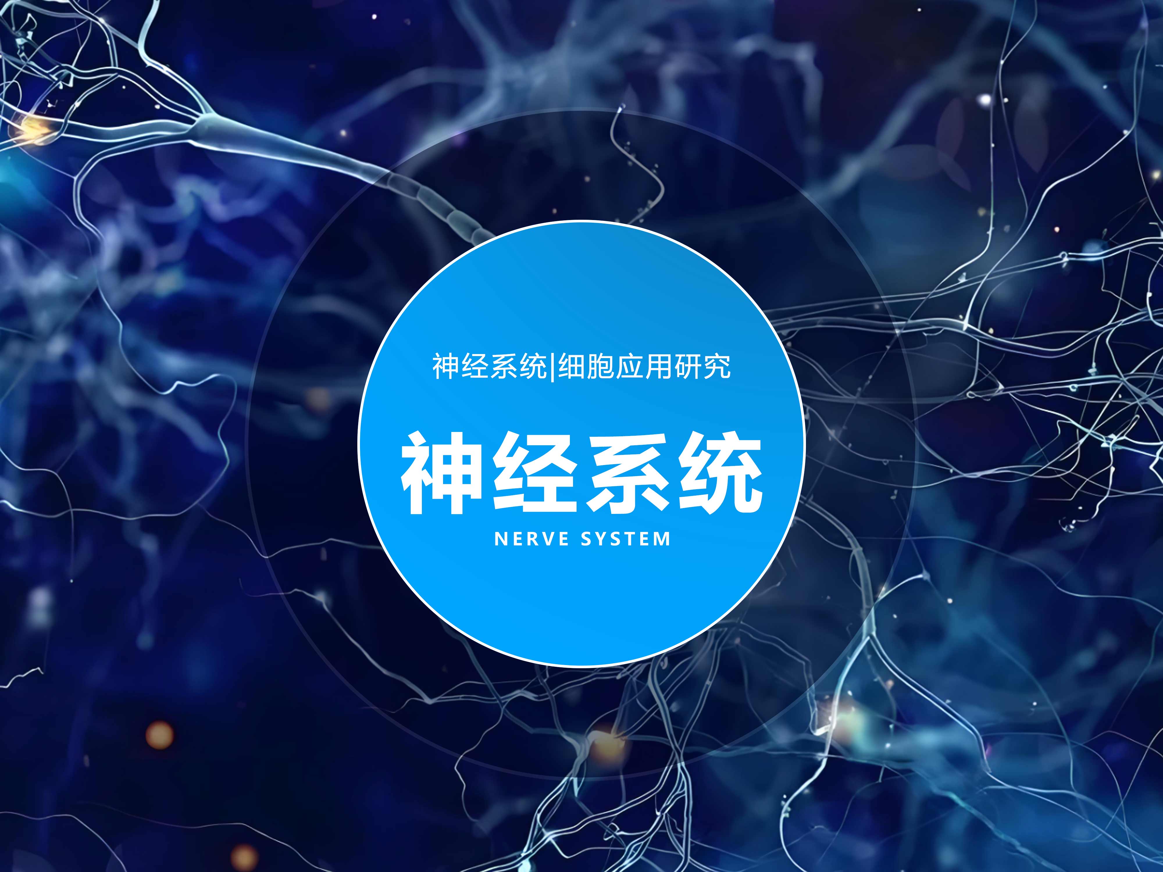 神經(jīng)系統(tǒng)|細胞應(yīng)用研究